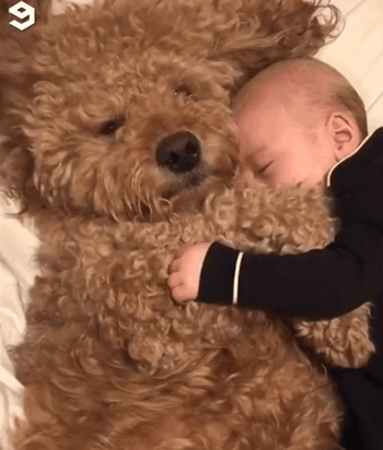 泰迪小色狗搞笑可爱萌萌哒gif