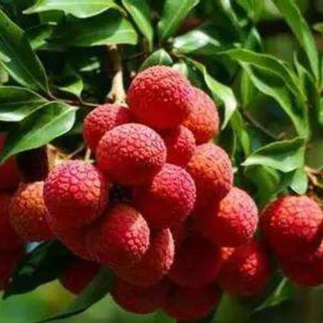 广州特产有什么增城挂绿是荔枝中的珍稀品种？