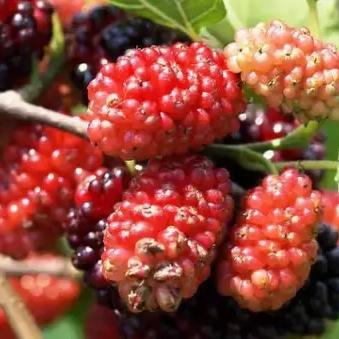 东莞市做水果生意怎么样