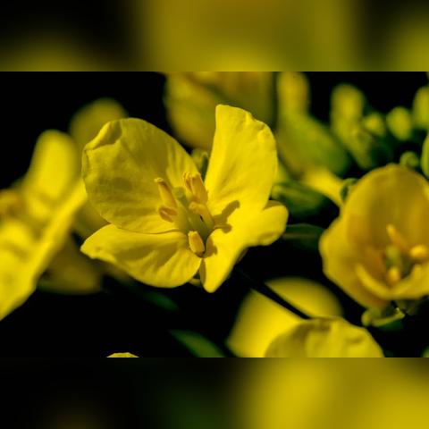 苏州市金什么区