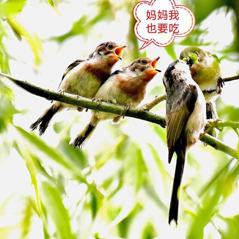 西安成年英语学校相关长尾关键词有哪些