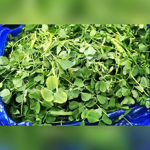 苏州常熟有什么农庄