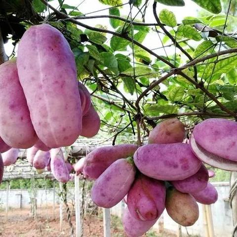 桂林这种野果成熟了没相关长尾关键词有哪些