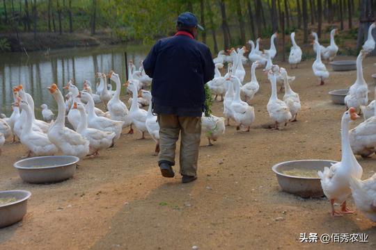 农民回乡过年，朋友讲养鹅比较赚钱，风险小还包回收，能从事吗？