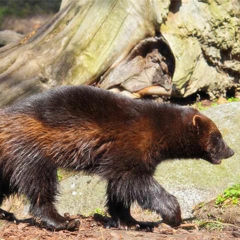 电影  异域的长尾关键词有什么