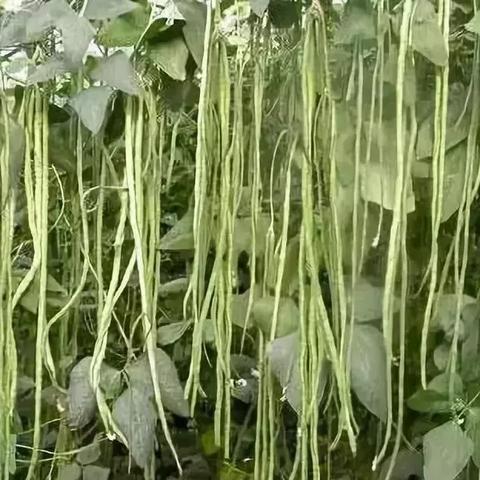 石家庄市卖知了壳的长尾关键词有哪些