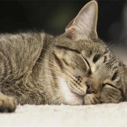 沈阳 养猫 扰民相关长尾关键词有哪些