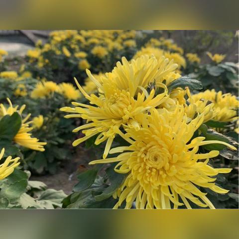 河南徐村怎么样