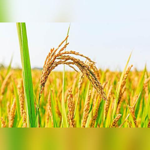 福建哪个县有水稻