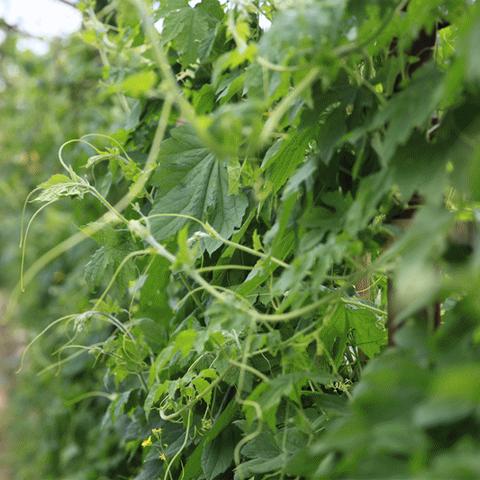 桂林市哪里有大葱