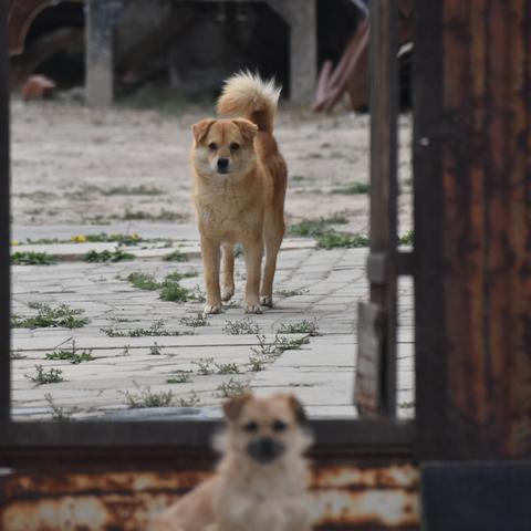 兰州市养犬管理条例哪个部门订的