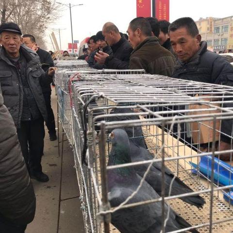 【天津市卖鸽子】相关长尾关键词有哪些