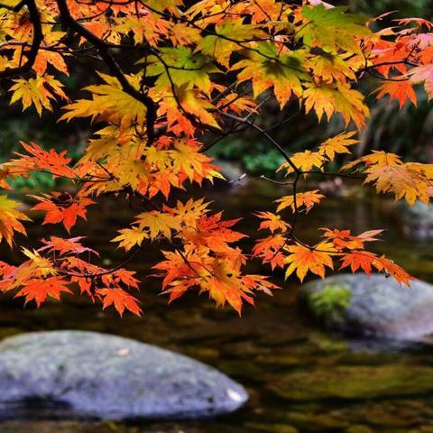 桂林市枫叶哪里多