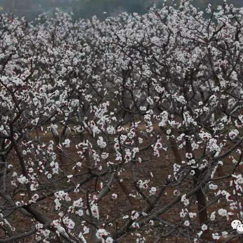 青白江天气预报15天准确的长尾关键词有什么