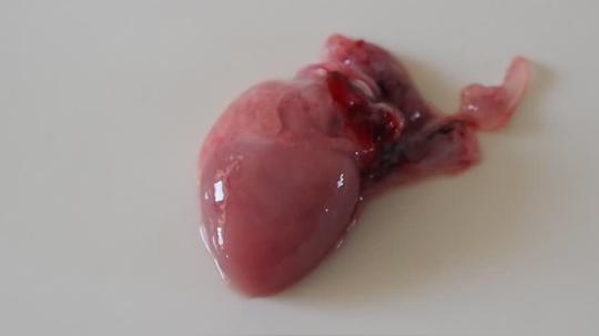 为何青蛙心脏离开身体能跳2小时？哺乳动物只有10亿次心跳吗？