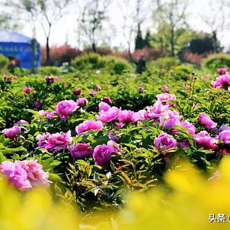 菏泽市牡丹演艺的长尾关键词有什么