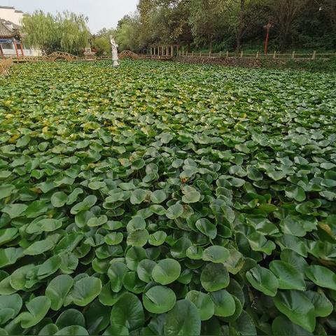 东莞市金牛山公园在哪里