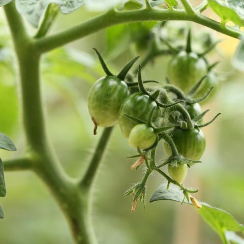 广东佛山市阿姨种菜的长尾关键词有什么