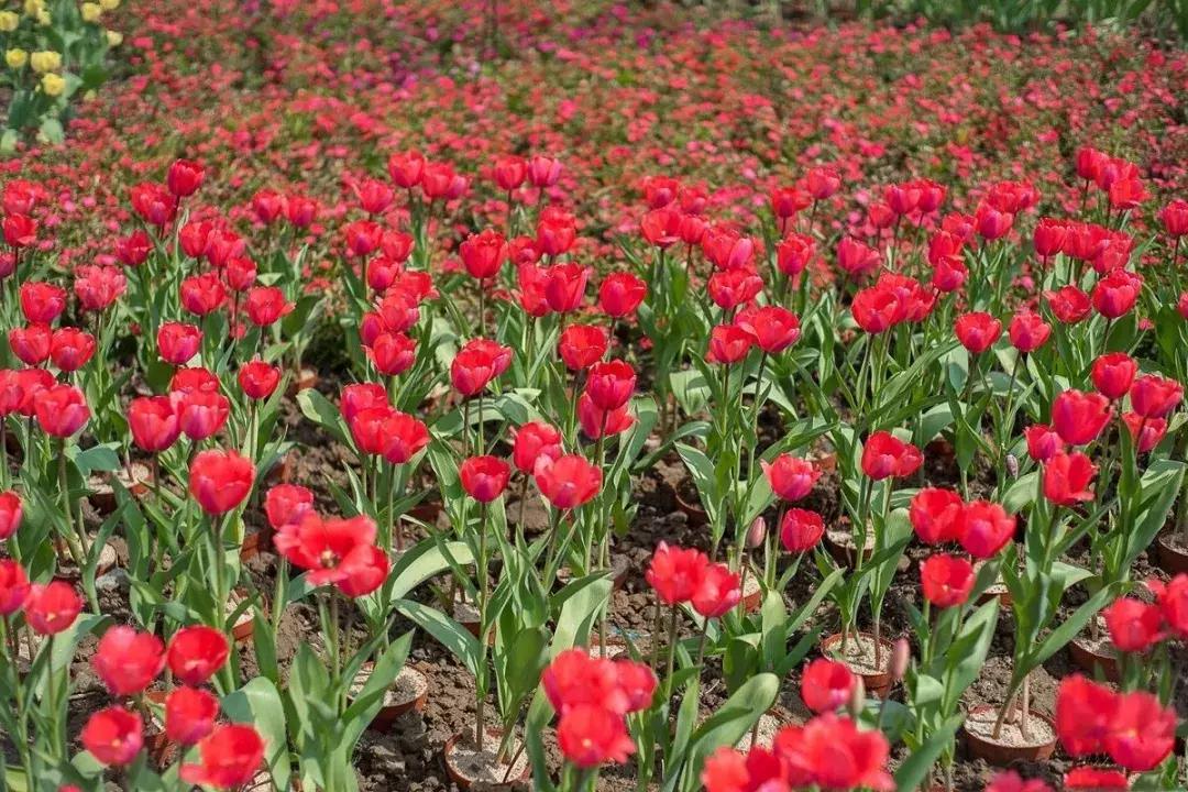 广州鲜花,广州著名的是什么花?"