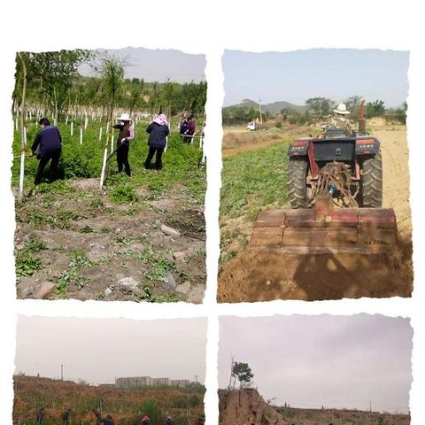 邯郸市哪里园林苗木多