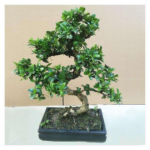 福建茶哪个最好