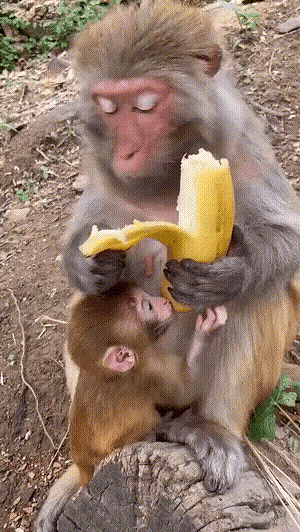 刚生完小孩可以吃香蕉吗