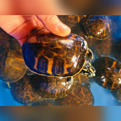 为什么火焰龟那么贵？