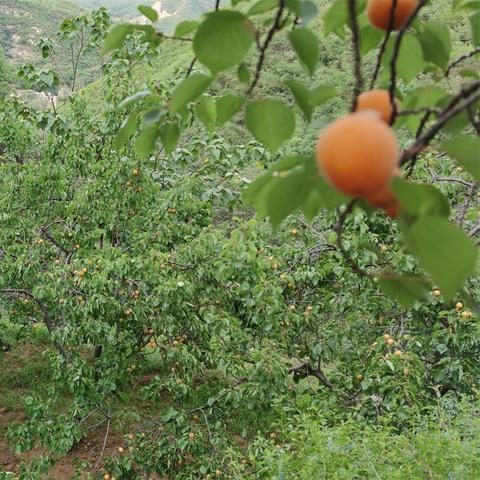 河南哪个地级市粮食好
