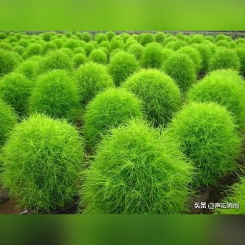 石家庄市哪里挖荠菜