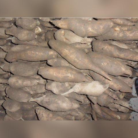 长沙雪莲果相关长尾关键词有哪些