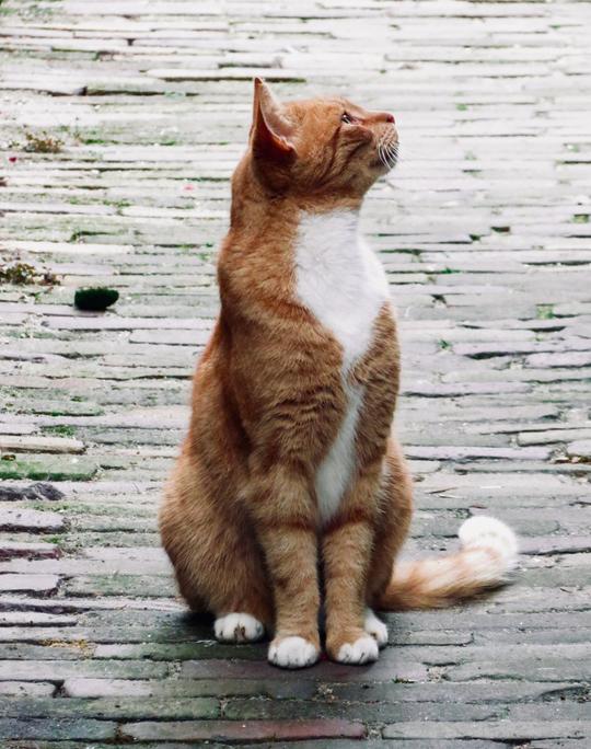摄影集｜姿态各异的猫（动物类插画素材）