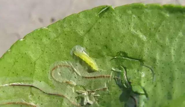 柑橘幼果收购方案设计（夏季柑橘挂果后怎么管理能防止落果）