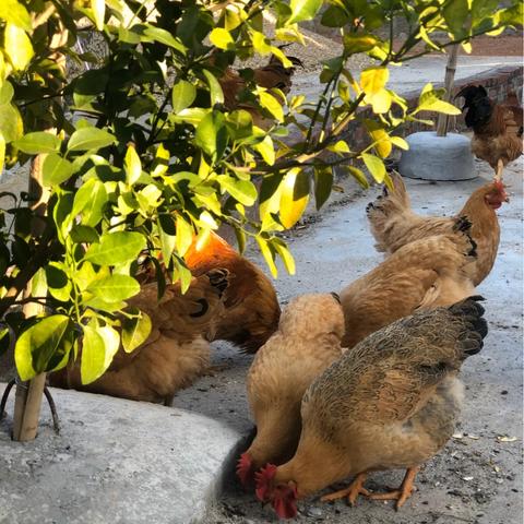 广州湛江鸡相关长尾关键词有哪些