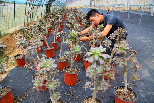 临沂费县：90后农家女创业养多肉花卉