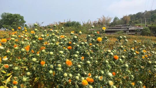 创业故事：滇红花，一朵可以实现财富梦想的花