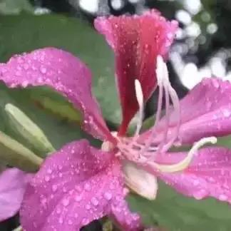 什么花是西安市的市花？