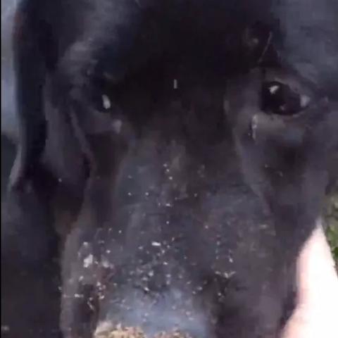 武汉狗批发的相关长尾关键词有哪些