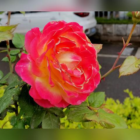 菏泽市22中在哪里