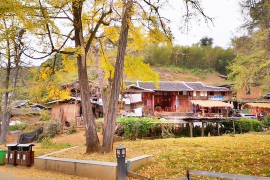 北方进入“观雪景模式”，南方却是银杏最佳观赏季，落叶美如童话