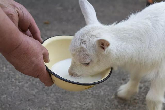 饿了才喂奶宝宝智商会更高 饿了才喂奶宝宝智商会更高