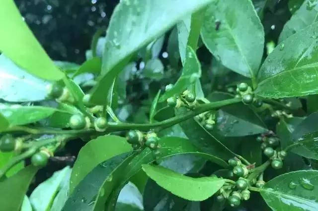 柑橘幼果图片（柑橘的花皮果如何防治）