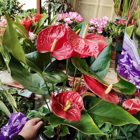 三宁 复合肥相关长尾关键词有哪些