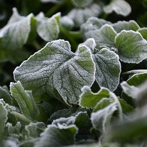 山东菏泽市沙土镇白菜的长尾关键词有哪些