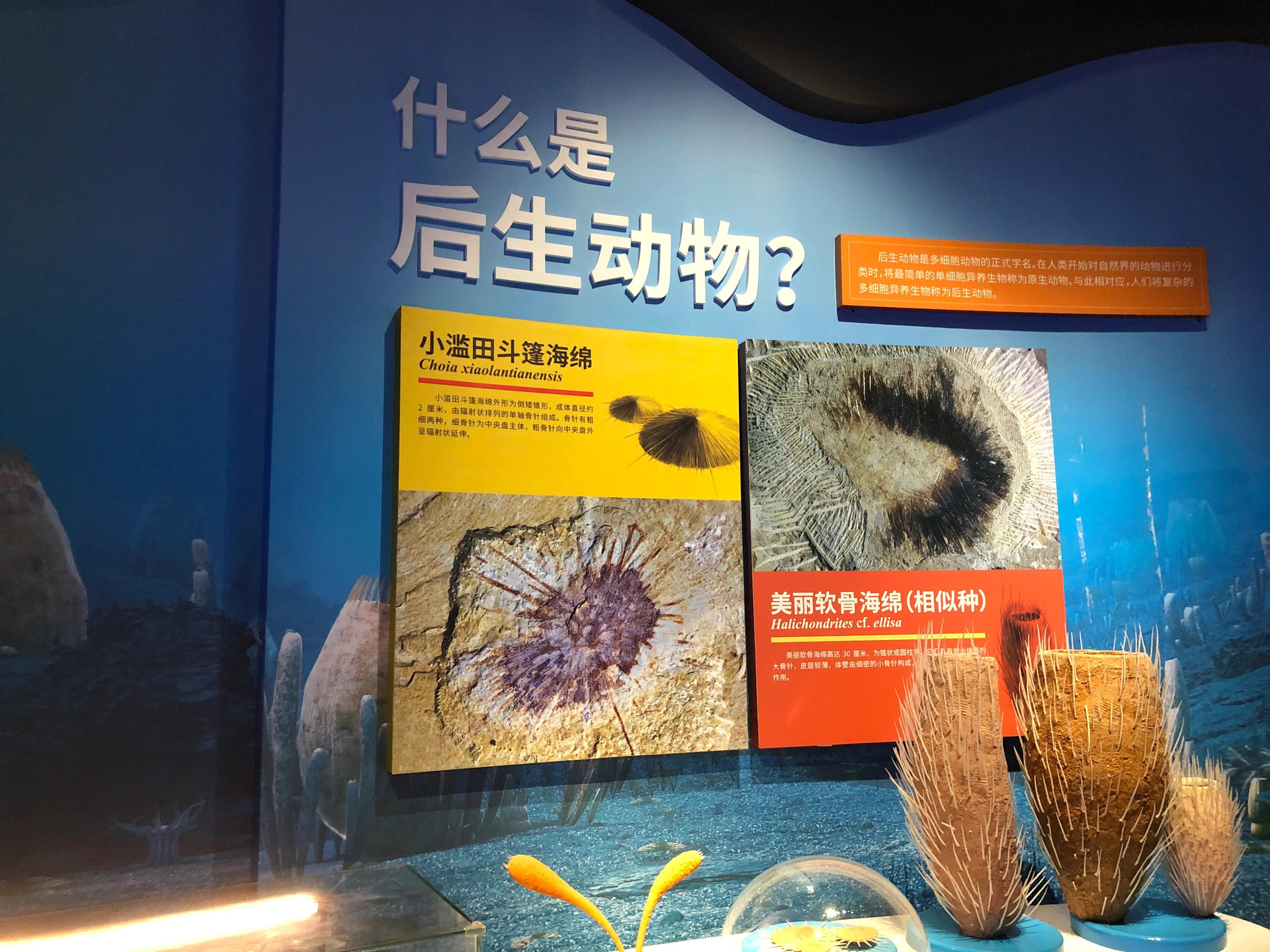 澄江化石地博物馆门票