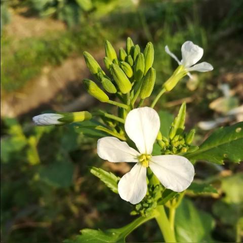 大连东篱南山的长尾关键词有什么