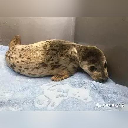 大连市救助站待遇怎么样