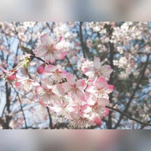 杭州赏花的相关长尾关键词有哪些