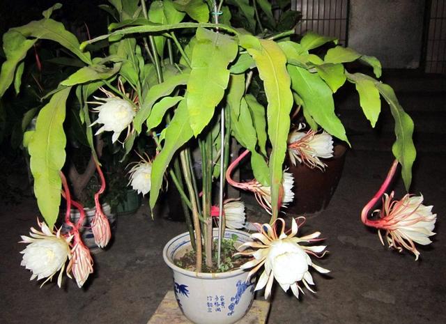 昙花开了怎么发朋友圈