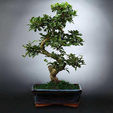 室内种福建茶树好吗的相关长尾关键词有哪些