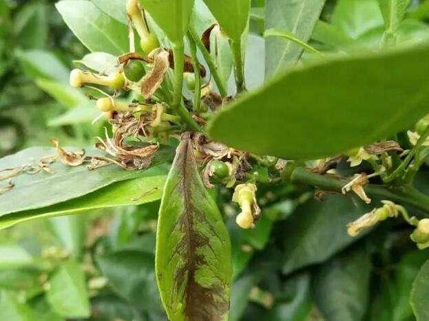 柑橘病蟲(chóng)害防治手藝圖片_葉子底下花和落葉